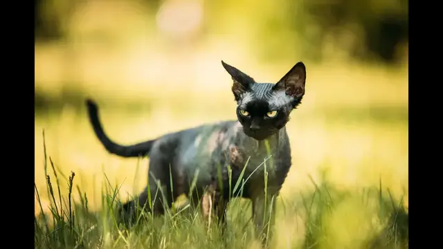 'Video thumbnail for Devon rex – poznaj bliżej tę kocią rasę!'