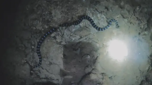 'Video thumbnail for Beware of this Sea Snake! (Banded Sea Krait)'