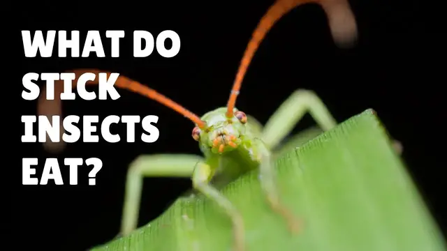 'Video thumbnail for What do Stick Bugs Eat - What do Stick Insects Eat - What to Feed Stick Bugs'
