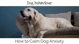 'Video thumbnail for How to Calm Dog Anxiety'