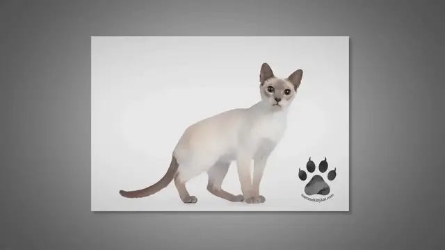 'Video thumbnail for Is Your Siamese Cat Too Thin? Let's Find Out'