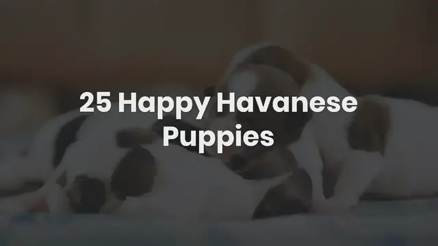 'Video thumbnail for Havanese Puppies'
