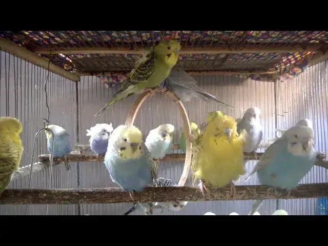 'Video thumbnail for Instagram taugliche Wellensittiche 📸💖 Stars im Vogelreich#VogelInfluencer #WellensittichStars #Pet'