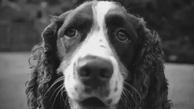 'Video thumbnail for How to Minimize Shedding in Your English Springer Spaniel'