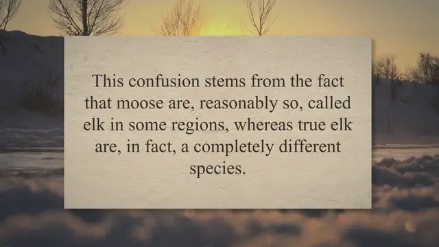 'Video thumbnail for Moose vs Elk: Understanding the Contrasts'