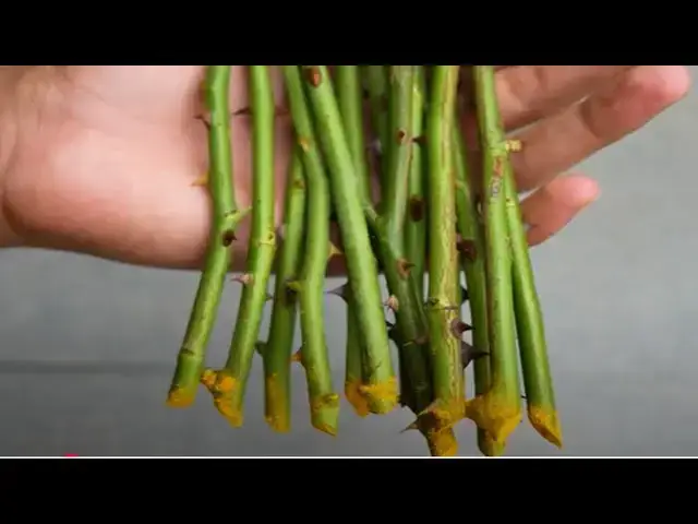 'Video thumbnail for How To Grow Roses From Stem Cuttings (Turn Rose Stems into New Plants – Simple DIY Method!)'