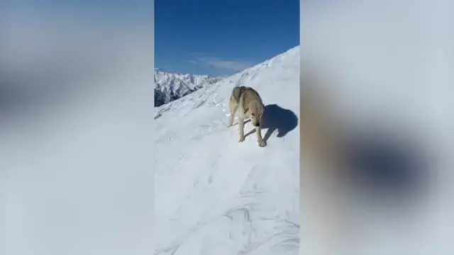 'Video thumbnail for Stray Dog Follows Skier Across Epic Seven-Hour Mountain Trek | Wild-ish TV'