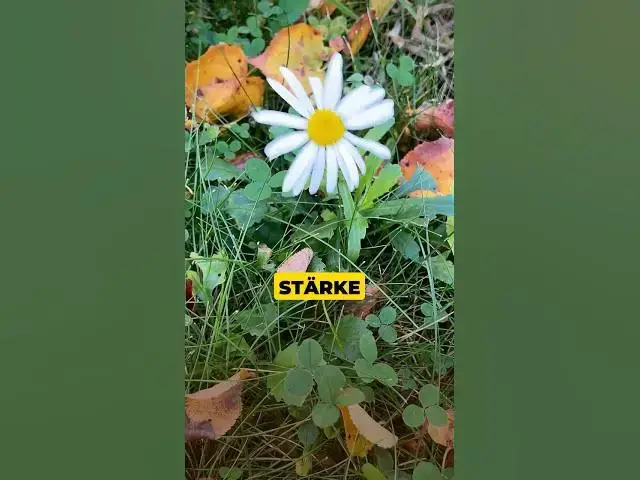 'Video thumbnail for Wie ein Stoiker: Ruhe bewahren, Stärke zeigen #stoizismus'