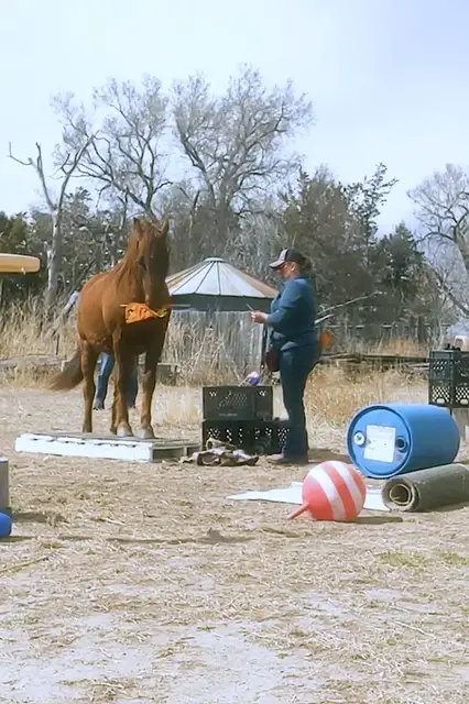 'Video thumbnail for Rusty the horse performs clever tricks with help from owner'