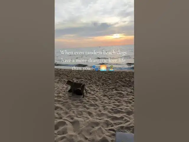'Video thumbnail for When even random beach dogs have a more dramatic love life than you 🐾🌅🏝️'