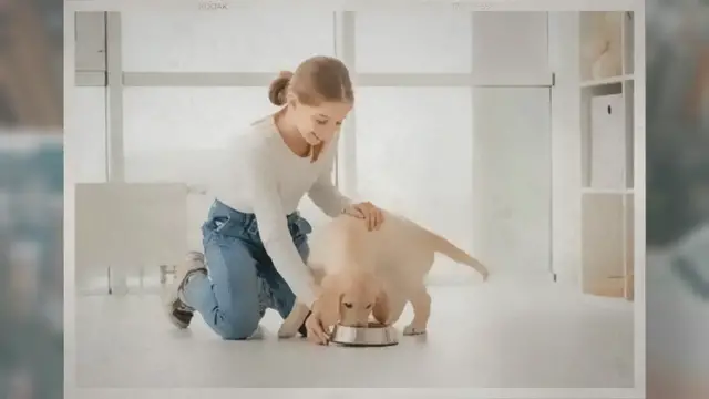 'Video thumbnail for Treating Your Dog with Care and Affection During Grooming'