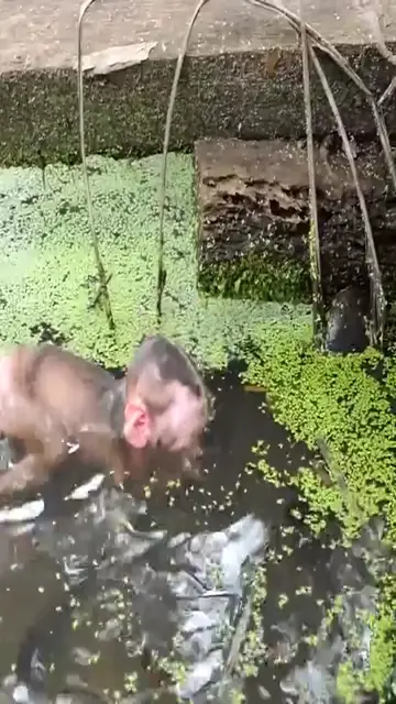 'Video thumbnail for #Everything in the world has spirituality #Monkeys in Mount Emei #Highlights of the Animal World'