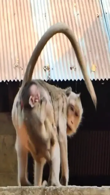 'Video thumbnail for #Everything in the world has a soul #It seems to know that it is cute #Fantastic animals look here'