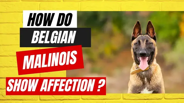 'Video thumbnail for How do Belgian Malinois show affection'