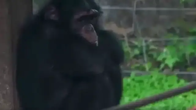 'Video thumbnail for Sierra Leone: popular chimpanzee sanctuary under threat from encroachment'