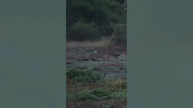 'Video thumbnail for Deer #shorts'