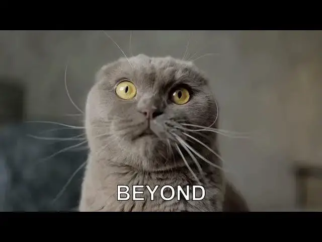 'Video thumbnail for The Remarkable Sense of Smell in Cats: 14 Times Stronger Than Humans'