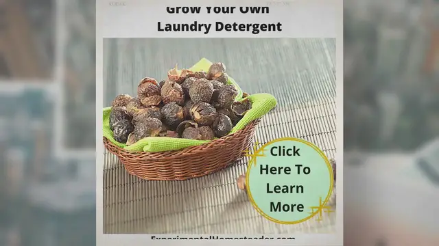 'Video thumbnail for Grow Your Own Laundry Detergent'