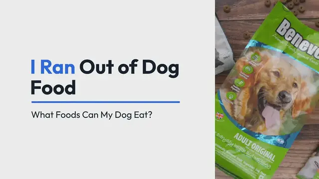 'Video thumbnail for I Ran Out Of Dog Food'