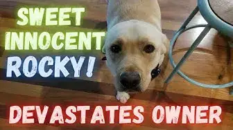 'Video thumbnail for Sweet Innocent Dog Devastates Owner. A Very Sad Day'