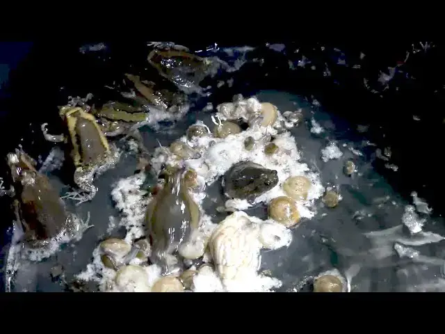 'Video thumbnail for Male frog call female frog after rian underwater at night'