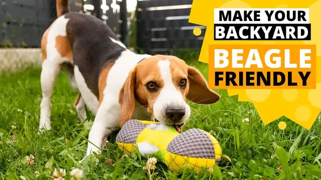 'Video thumbnail for How to Beagle Proof your Backyard?'