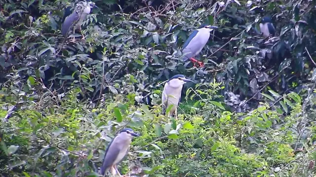 'Video thumbnail for Unkhnow wild  bird'