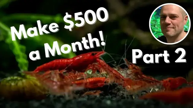 'Video thumbnail for Breeding Shrimp For Profit in 2023 ***PART 2*** How to make money as a shrimp breeder!'