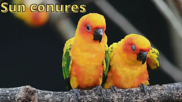 'Video thumbnail for Sun conures'