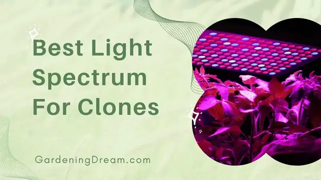 'Video thumbnail for Best Light Spectrum For Clones'