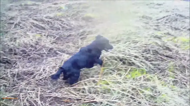 'Video thumbnail for Cocker Spaniel Epic Blind Retrieve'