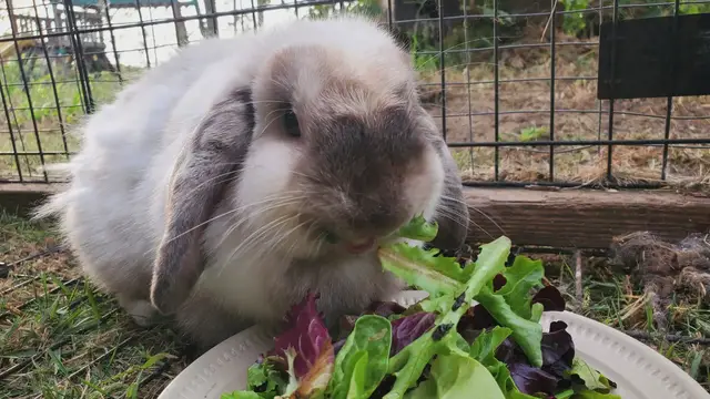 'Video thumbnail for Rabbit Sharing People Food - Salad'