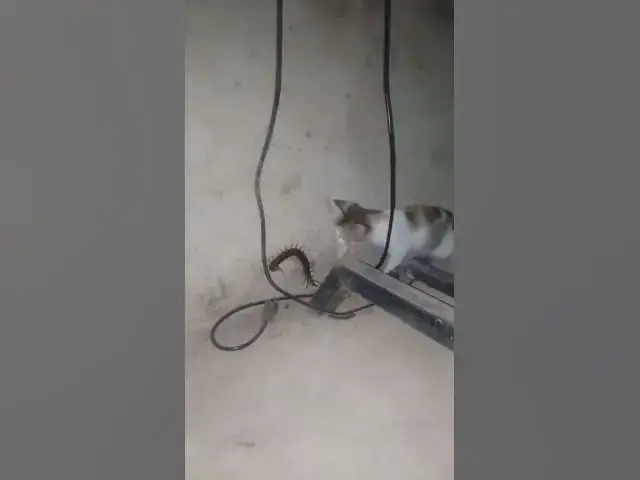 'Video thumbnail for EP 08 Cats Vs Venomous Centipede 4K #Insect #gaininsect'