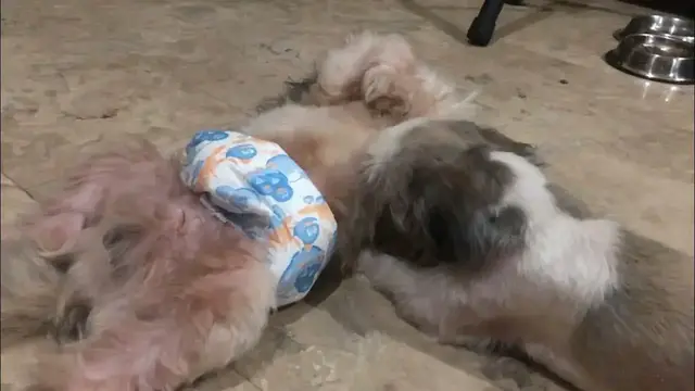 'Video thumbnail for My Shih Tzu Puppies Silently Playing'