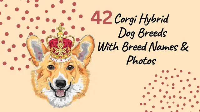 'Video thumbnail for 42 Corgi Hybrid Dog Breeds'