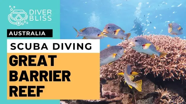'Video thumbnail for Scuba Diving The Great Barrier Reef in Queensland, Australia with Pro Dive Cairns Liveaboard'