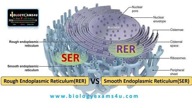 'Video thumbnail for Difference Between RER and SER || Rough Endoplasmic Reticulum vs Smooth Endoplasmic Reticulum'