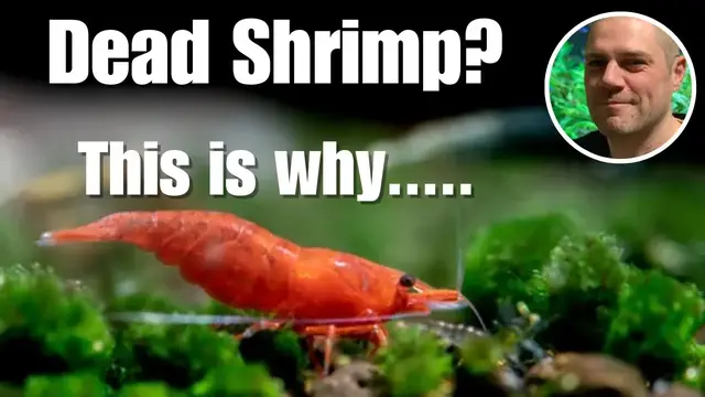 'Video thumbnail for Why are my Shrimp DYING? 7 of the MOST COMMON reasons with SOLUTIONS!'