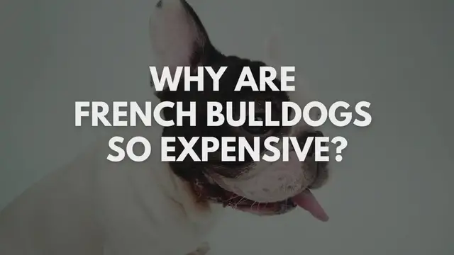 'Video thumbnail for Why Are French Bulldogs So Expensive?'