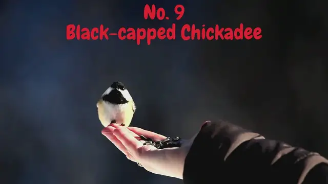 'Video thumbnail for US Backyard Birds 2'