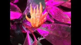 'Video thumbnail for Going Live Inside The Greenhouse 1'