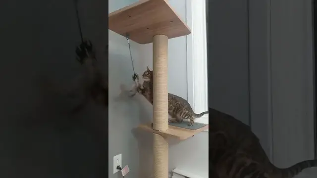 'Video thumbnail for Bengal cat tests its new cat tree #short'