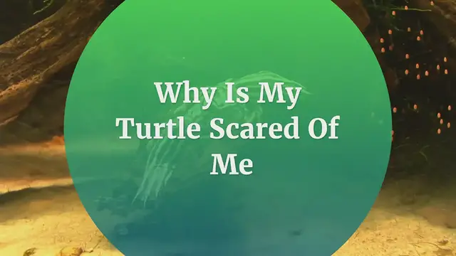 'Video thumbnail for Why Is My Turtle Scared Of Me'