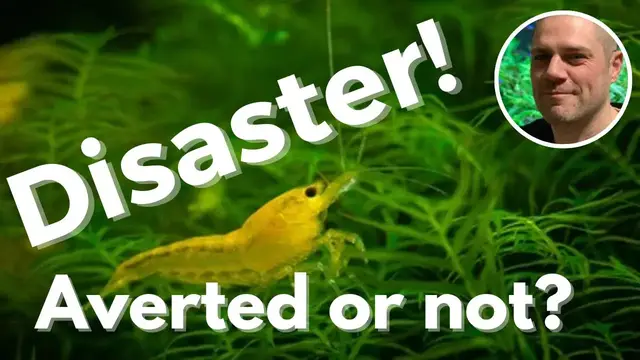 'Video thumbnail for Disaster Averted in the Yellow Neocaridina Breeding Project - OR ARE THINGS GETTING TO WORSE?'