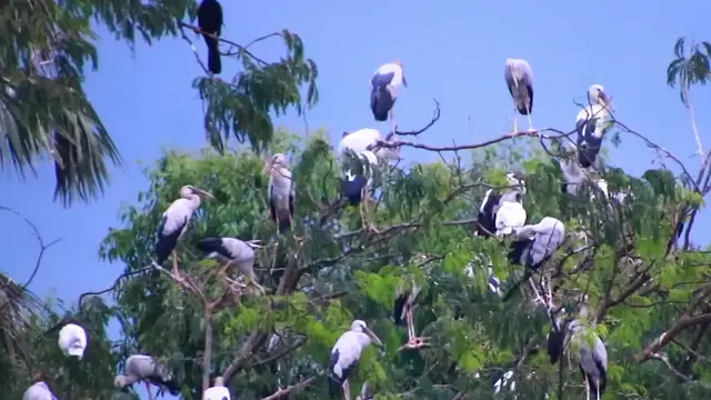 'Video thumbnail for Bird sleep on nest the everning'
