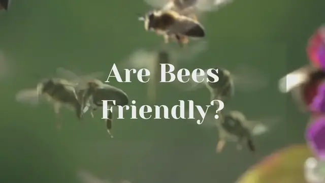 'Video thumbnail for Are Bees Friendly '