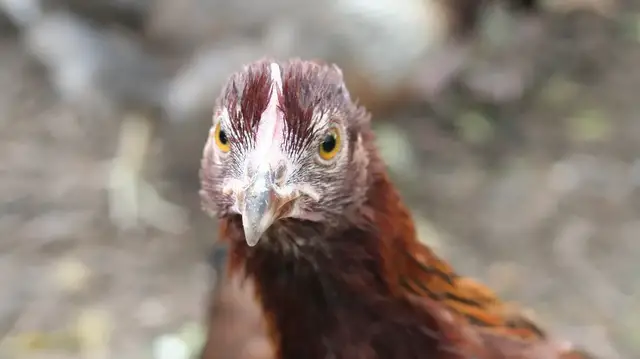 'Video thumbnail for What Is A Pullet?'