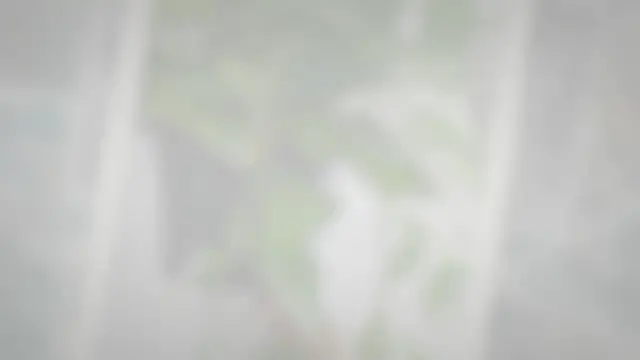 'Video thumbnail for Pothos In Aquarium |Is It Possible 12 Interesting Facts'