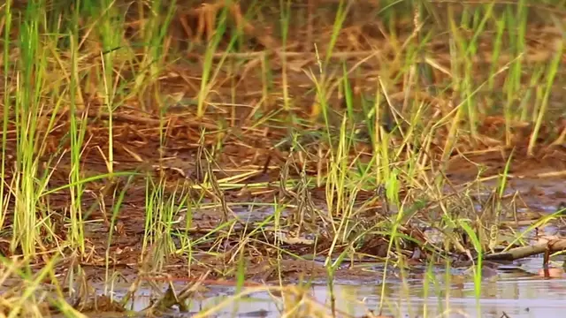 'Video thumbnail for The lake bird life here'