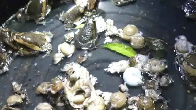 'Video thumbnail for Find catch frog'